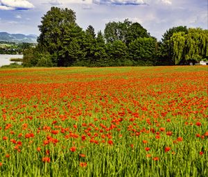 Preview wallpaper poppies, flowers, field, trees, landscape