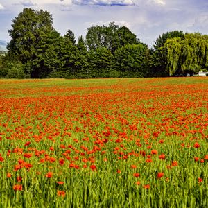 Preview wallpaper poppies, flowers, field, trees, landscape