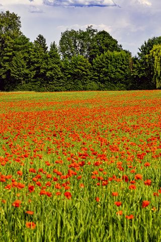 320x480 Wallpaper poppies, flowers, field, trees, landscape