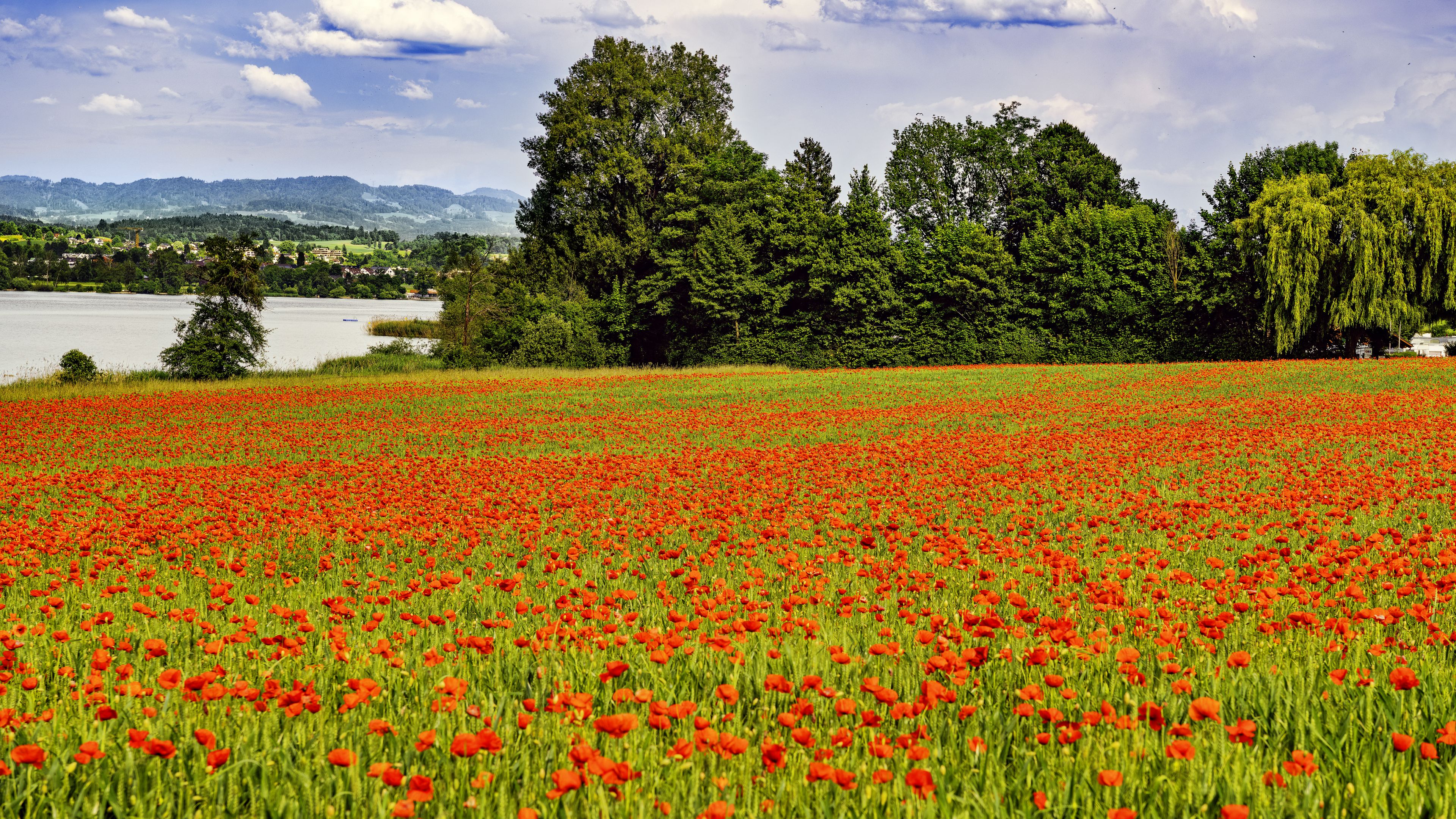 3840x2160 Wallpaper poppies, flowers, field, trees, landscape