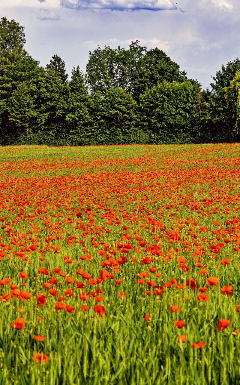 800x1280 Wallpaper poppies, flowers, field, trees, landscape