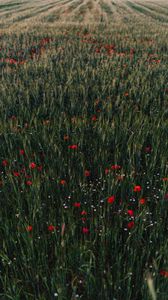 Preview wallpaper poppies, flowers, field, grass