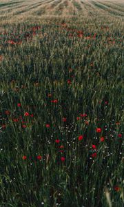 Preview wallpaper poppies, flowers, field, grass