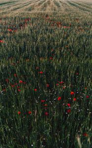 Preview wallpaper poppies, flowers, field, grass