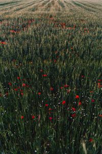 Preview wallpaper poppies, flowers, field, grass