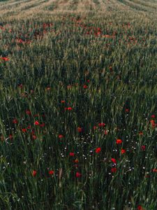 Preview wallpaper poppies, flowers, field, grass