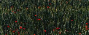 Preview wallpaper poppies, flowers, field, grass