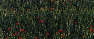 Preview wallpaper poppies, flowers, field, grass