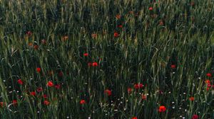 Preview wallpaper poppies, flowers, field, grass