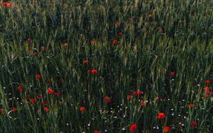 Preview wallpaper poppies, flowers, field, grass