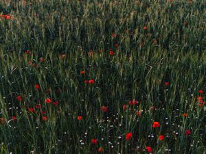 Preview wallpaper poppies, flowers, field, grass