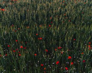 Preview wallpaper poppies, flowers, field, grass