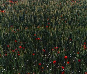 Preview wallpaper poppies, flowers, field, grass