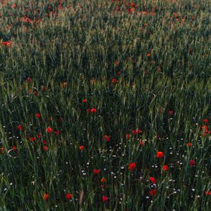 Preview wallpaper poppies, flowers, field, grass