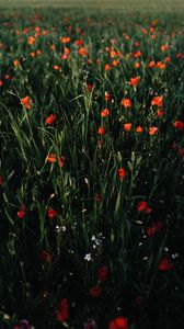 Preview wallpaper poppies, flowers, field, grass, vast