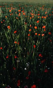 Preview wallpaper poppies, flowers, field, grass, vast