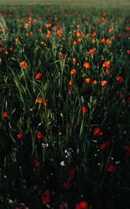 Preview wallpaper poppies, flowers, field, grass, vast