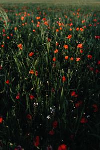 Preview wallpaper poppies, flowers, field, grass, vast