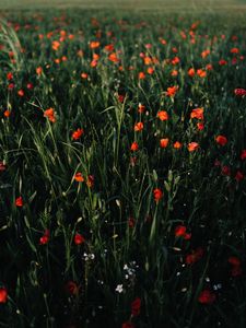 Preview wallpaper poppies, flowers, field, grass, vast