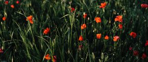 Preview wallpaper poppies, flowers, field, grass, vast