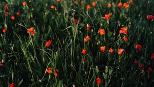 Preview wallpaper poppies, flowers, field, grass, vast