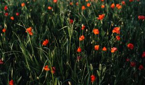 Preview wallpaper poppies, flowers, field, grass, vast