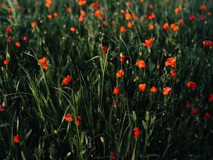 Preview wallpaper poppies, flowers, field, grass, vast