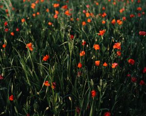 Preview wallpaper poppies, flowers, field, grass, vast