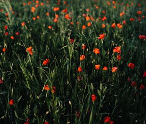 Preview wallpaper poppies, flowers, field, grass, vast