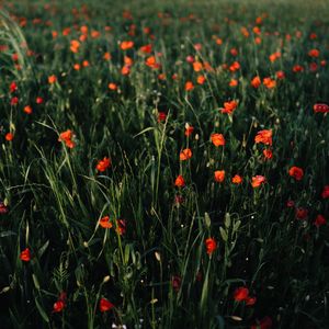 Preview wallpaper poppies, flowers, field, grass, vast