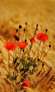 Preview wallpaper poppies, flowers, field, ears, nature