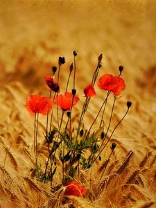 Preview wallpaper poppies, flowers, field, ears, nature