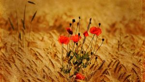 Preview wallpaper poppies, flowers, field, ears, nature