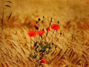 Preview wallpaper poppies, flowers, field, ears, nature