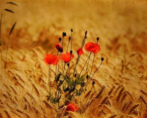 Preview wallpaper poppies, flowers, field, ears, nature