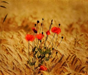 Preview wallpaper poppies, flowers, field, ears, nature