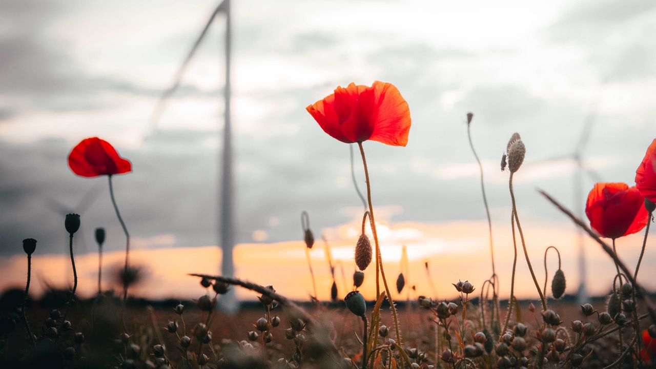 Wallpaper poppies, flowers, field, sunset