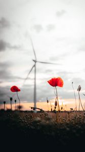 Preview wallpaper poppies, flowers, field, sunset