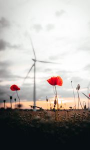 Preview wallpaper poppies, flowers, field, sunset