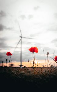 Preview wallpaper poppies, flowers, field, sunset