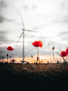 Preview wallpaper poppies, flowers, field, sunset