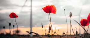 Preview wallpaper poppies, flowers, field, sunset