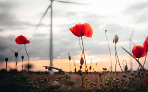 Preview wallpaper poppies, flowers, field, sunset