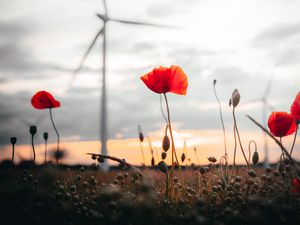 Preview wallpaper poppies, flowers, field, sunset