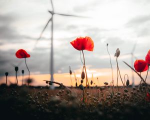 Preview wallpaper poppies, flowers, field, sunset