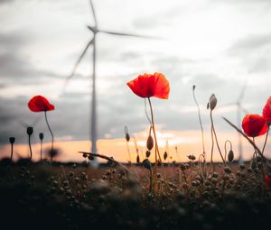 Preview wallpaper poppies, flowers, field, sunset