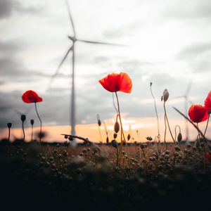 Preview wallpaper poppies, flowers, field, sunset