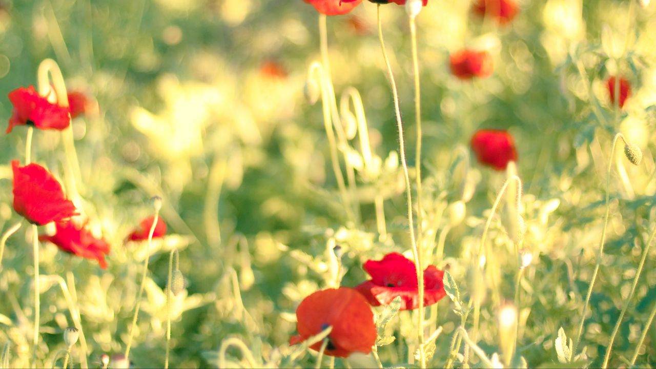 Wallpaper poppies, flowers, field, blur, summer