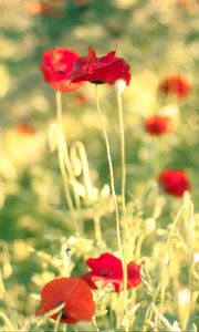 Preview wallpaper poppies, flowers, field, blur, summer