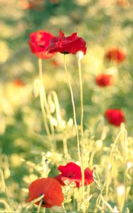 Preview wallpaper poppies, flowers, field, blur, summer